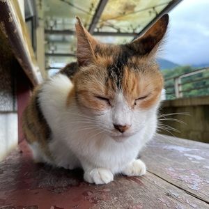 Meet your Posher, Athena